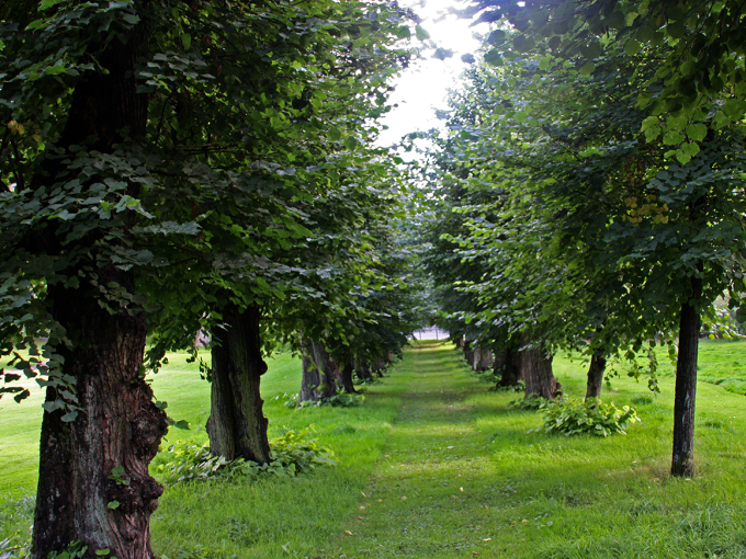 Noen av parkens eldste trær finnes i Ankers gamle lindeallé. Foto: Liv Osmundsen, Det kongelige hoff